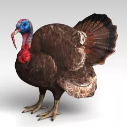 Cock Turkey 3d model