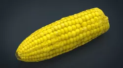 Corn 3d model