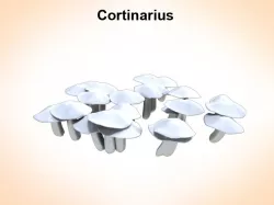 Cortinarius 3d model