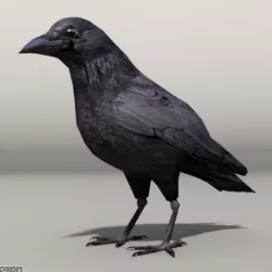 crow 3d model
