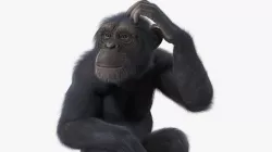 Dark Chimpanzee Sitting Pose Fur 3d model