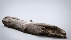 DEAD TREE TRUNK 3d model