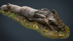 Dead trunk 3d model