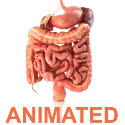 Digestive System Animation 3d Models Page 1 Stlfinder