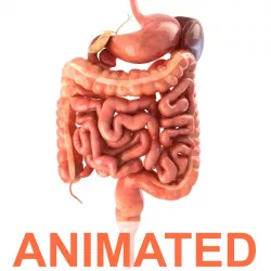 Digestive system. Animated 3d model