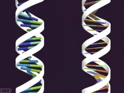 DNA 3d model
