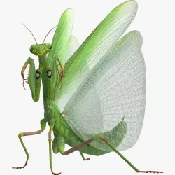 European Mantis Rigged with Fur 3d model