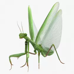 European Mantis with Fur 3d model
