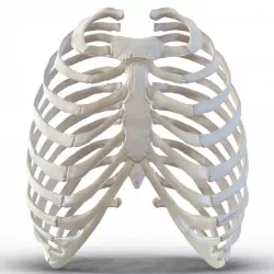 Female Ribcage Skeleton 3d model