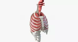 Female Ribcage Skeleton with Respiratory System 3d model