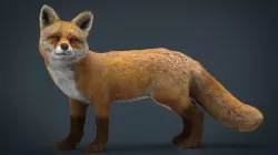 FOX 3d model