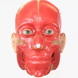 Full Head Muscle Anatomy 3d model