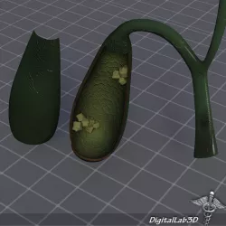 Gall Bladder Anatomy 3d model