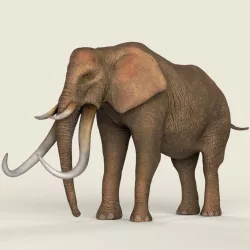 Game Ready Realistic Elephant 3d model