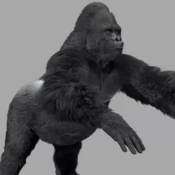 Gorilla 3d model