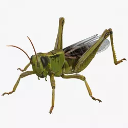 Grasshopper 3d model