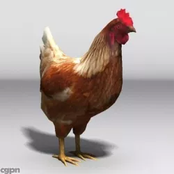 hen 3d model