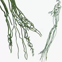 Human Arm Lymphatic System 3d model