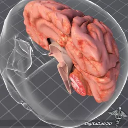 Human Brain Anatomy 3d model