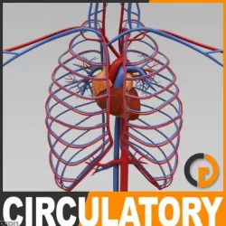 Human Circulatory System - Anatomy 3d model