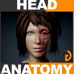 Human Female Head Anatomy 3d model