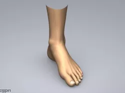 Human Foot 3d model
