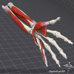 Human Forearm Bone and Muscle Structure 3d model