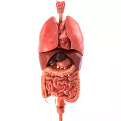 Human internal organs 3d model