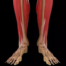 Human Legs Muscle Bone Anatomy 3d model