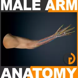 Human Male Arm Anatomy 3d model
