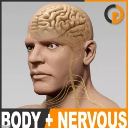 Human Male Body and Nervous System - Anatomy 3d model