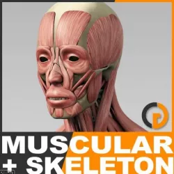 Human Muscular System and Skeleton - Anatomy 3d model