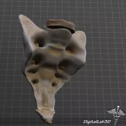 Human Sacrum Vertebrae 3d model