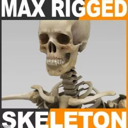 Human Skeleton 3ds Max Rigged 3d model