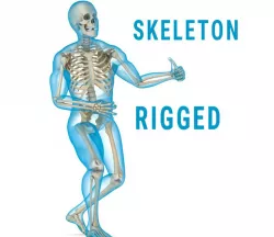 Human Skeleton and body (Rigged) 3d model