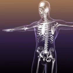 Human Skeleton in Body Anatomy 3d model