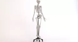 Human Skeleton Medical 3d model