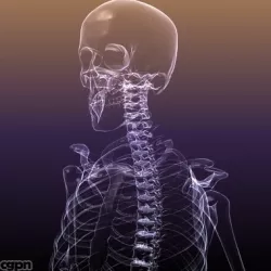 Human Skeleton: Rentgen View RenderReady 3d model