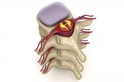 Human Spine 3d model