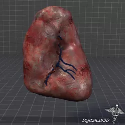 Human Spleen 3d model