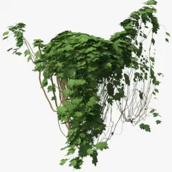 Ivy P3 10 3d model