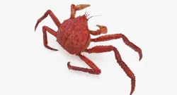 Kamchatka Crab Fighting Pose 3d model