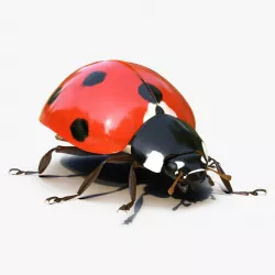 LadyBug Rigged 3d model