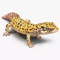 Leopard Gecko Rigged 3d model