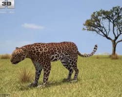 Leopard (Panthera Pardus) 3d model