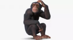 Light Chimpanzee Sitting Pose Fur 3d model