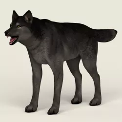 Low Poly Realistic Black Wolf 3d model