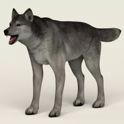 Low Poly Realistic Grey Wolf 3d model