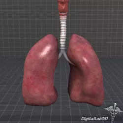 Lungs and Throat (Larynx) 3d model