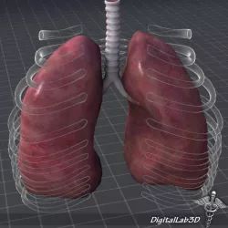 Lungs External 3d model